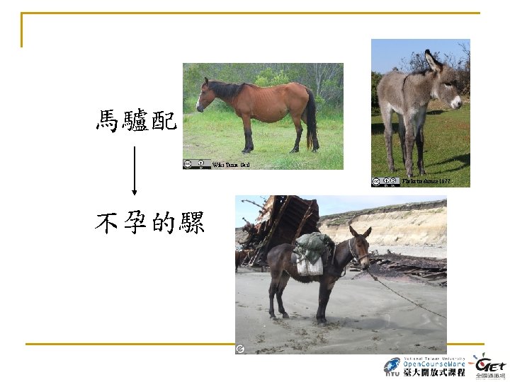 馬驢配 Wiki Tania Gail Flickr treehouse 1977 不孕的騾 