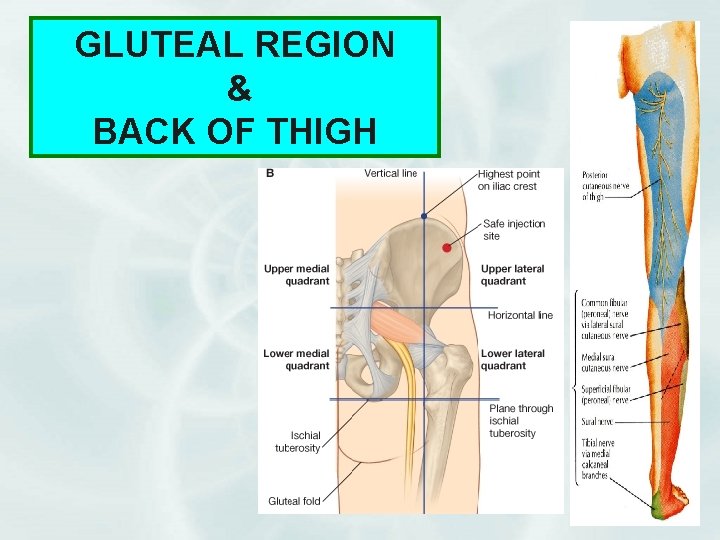 GLUTEAL REGION & BACK OF THIGH 1 