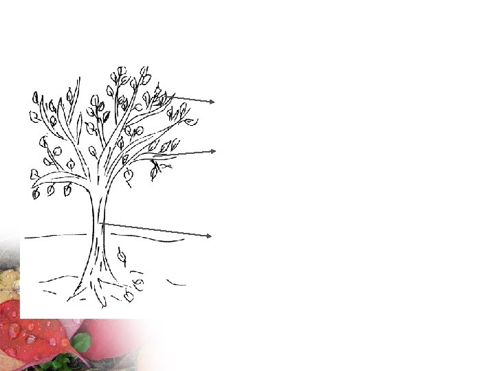 Rolový strom Listy – terciální role – dočasná Větve – sekundární role – relativně