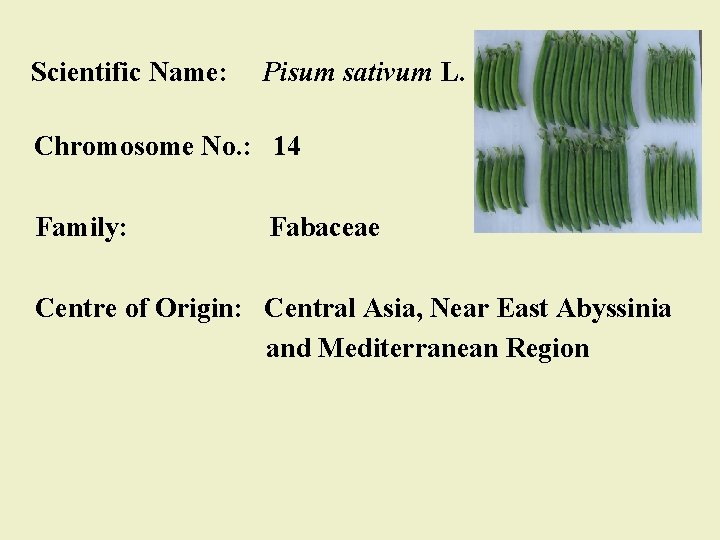 Scientific Name: Pisum sativum L. Chromosome No. : 14 Family: Fabaceae Centre of Origin: