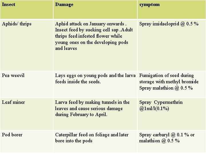 Insect Damage symptom Aphids/ thrips Aphid attack on January onwards. Insect feed by sucking