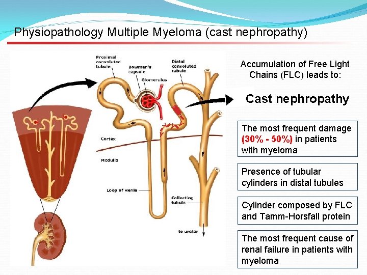 Physiopathology Multiple Myeloma (cast nephropathy) Accumulation of Free Light Chains (FLC) leads to: Y