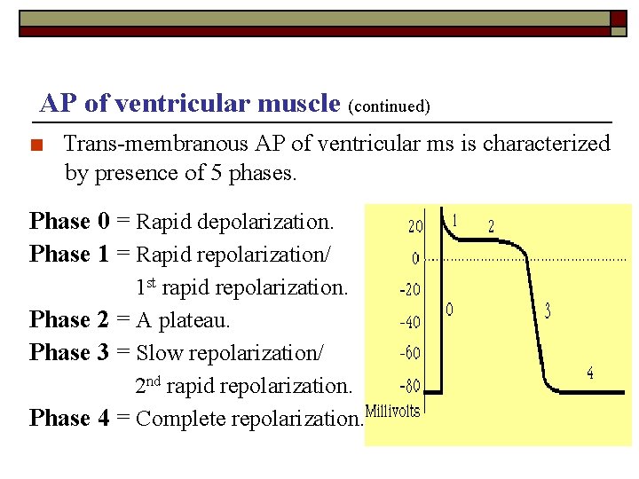 AP of ventricular muscle (continued) ■ Trans-membranous AP of ventricular ms is characterized by