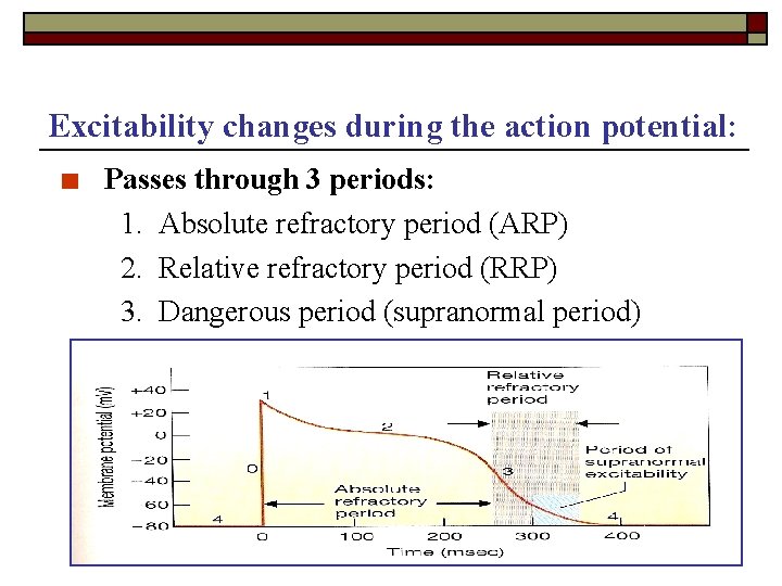 Excitability changes during the action potential: ■ Passes through 3 periods: 1. Absolute refractory