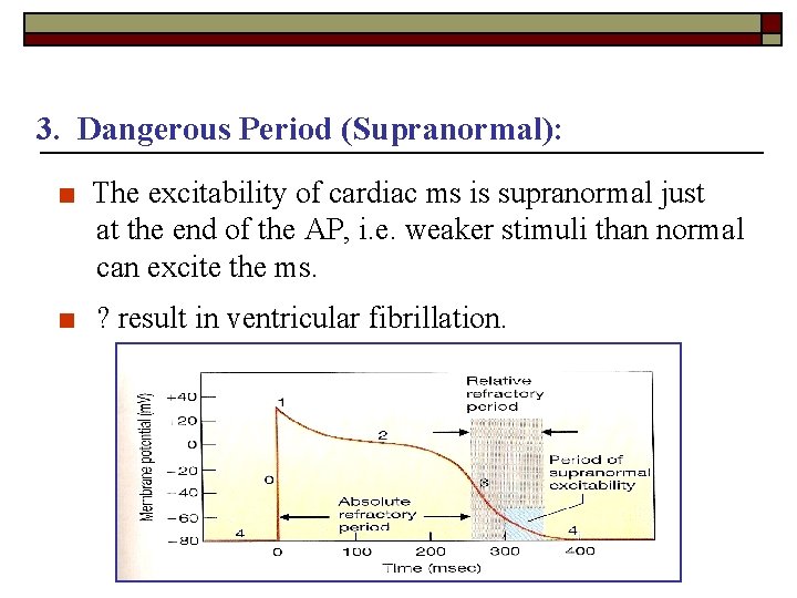 3. Dangerous Period (Supranormal): ■ The excitability of cardiac ms is supranormal just at