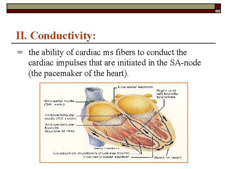 II. Conductivity: = the ability of cardiac ms fibers to conduct the cardiac impulses