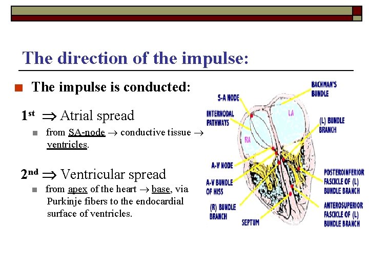 The direction of the impulse: ■ The impulse is conducted: 1 st Atrial spread