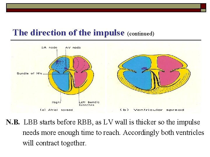 The direction of the impulse (continued) N. B. LBB starts before RBB, as LV