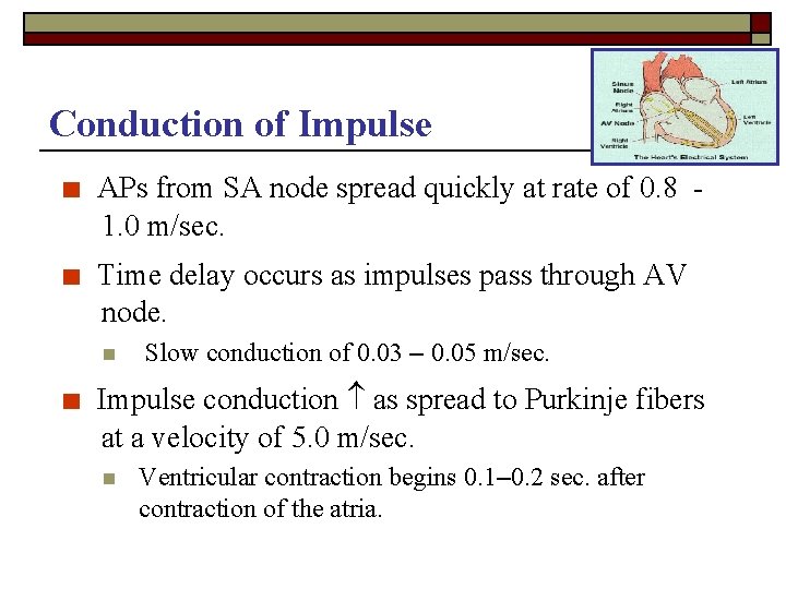 Conduction of Impulse ■ APs from SA node spread quickly at rate of 0.