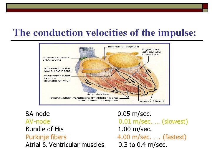 The conduction velocities of the impulse: SA-node AV-node Bundle of His Purkinje fibers Atrial