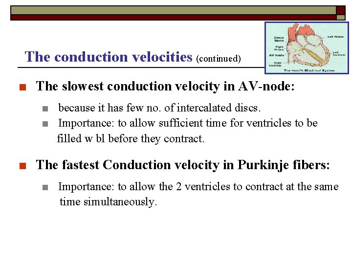 The conduction velocities (continued) ■ The slowest conduction velocity in AV-node: ■ because it