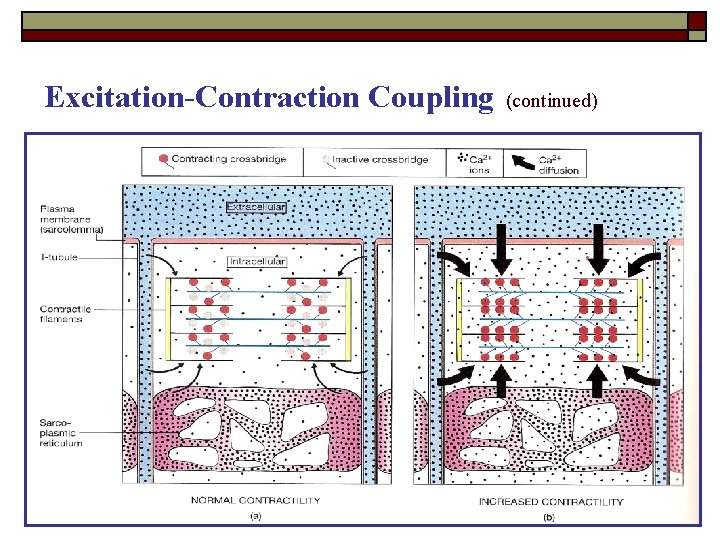 Excitation-Contraction Coupling (continued) 