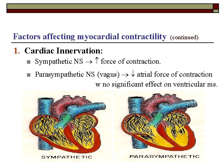 Factors affecting myocardial contractility (continued) 1. Cardiac Innervation: ■ Sympathetic NS force of contraction.