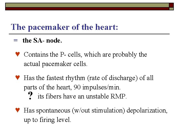 The pacemaker of the heart: = the SA- node. ♥ Contains the P- cells,