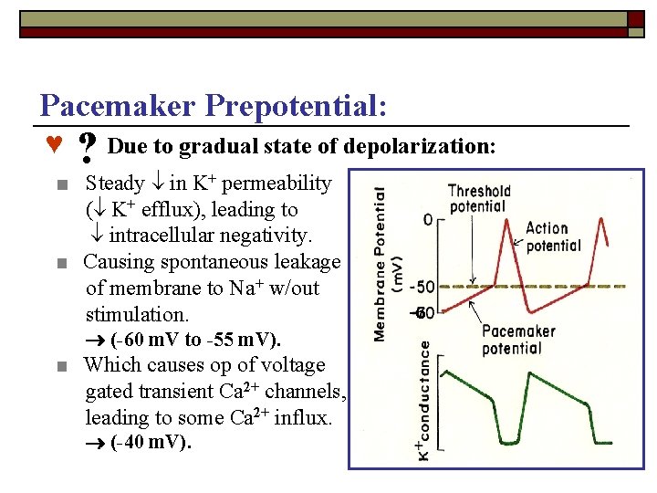 Pacemaker Prepotential: ♥ ? Due to gradual state of depolarization: ■ Steady in K+