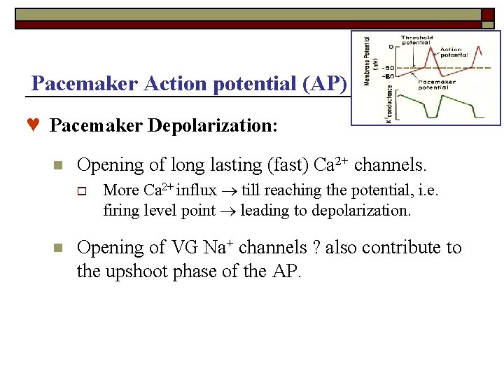 Pacemaker Action potential (AP) -6 ♥ Pacemaker Depolarization: n Opening of long lasting (fast)