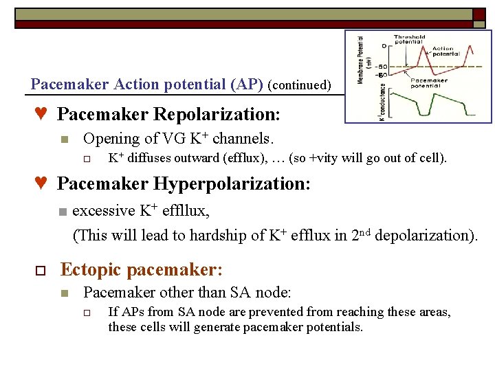 Pacemaker Action potential (AP) (continued) -6 ♥ Pacemaker Repolarization: n Opening of VG K+