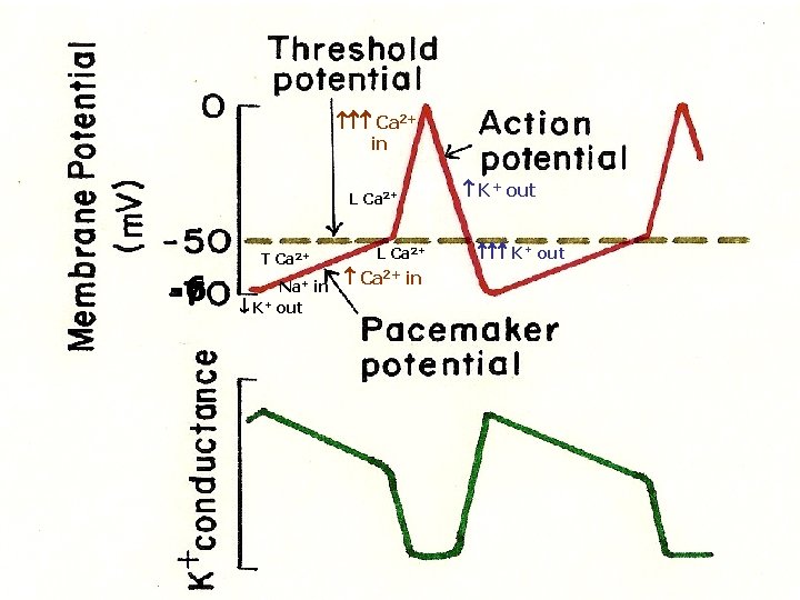  Ca 2+ in L Ca 2+ -6 T Ca 2+ Na+ in K+