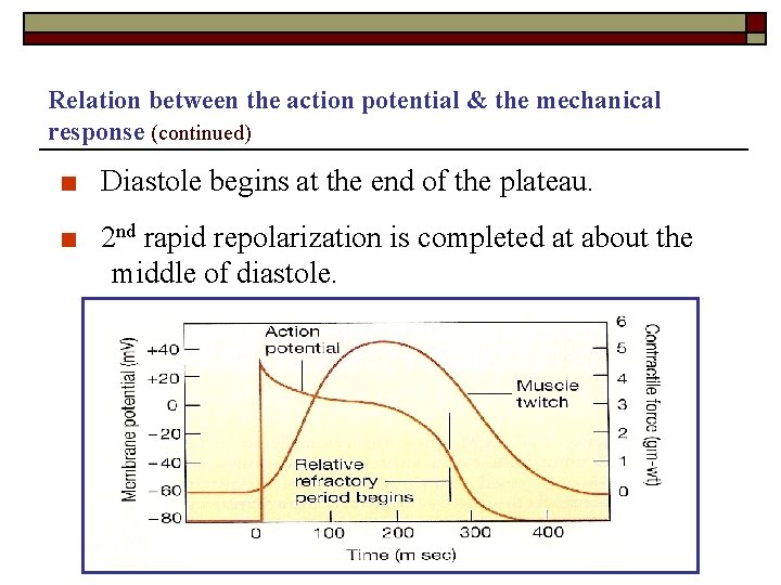 Relation between the action potential & the mechanical response (continued) ■ Diastole begins at