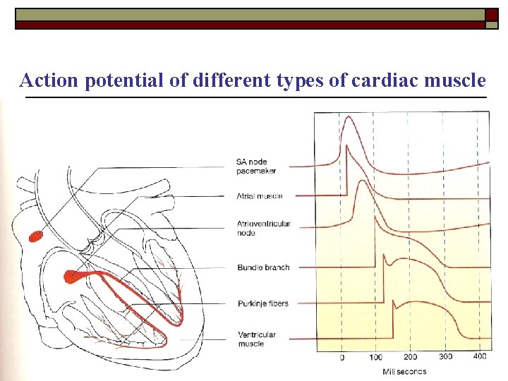 Action potential of different types of cardiac muscle 