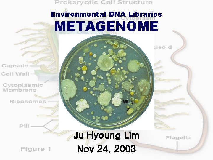 Environmental DNA Libraries METAGENOME Ju Hyoung Lim Nov 24, 2003 