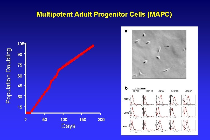 Multipotent Adult Progenitor Cells (MAPC) Population Doubling 105 90 75 60 45 30 15