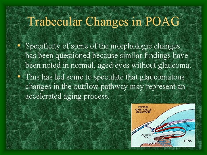Trabecular Changes in POAG • Specificity of some of the morphologic changes has been