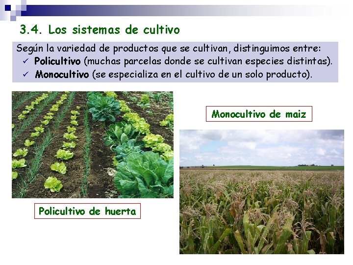 3. 4. Los sistemas de cultivo Según la variedad de productos que se cultivan,
