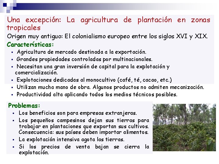 Una excepción: La agricultura de plantación en zonas tropicales Origen muy antiguo: El colonialismo