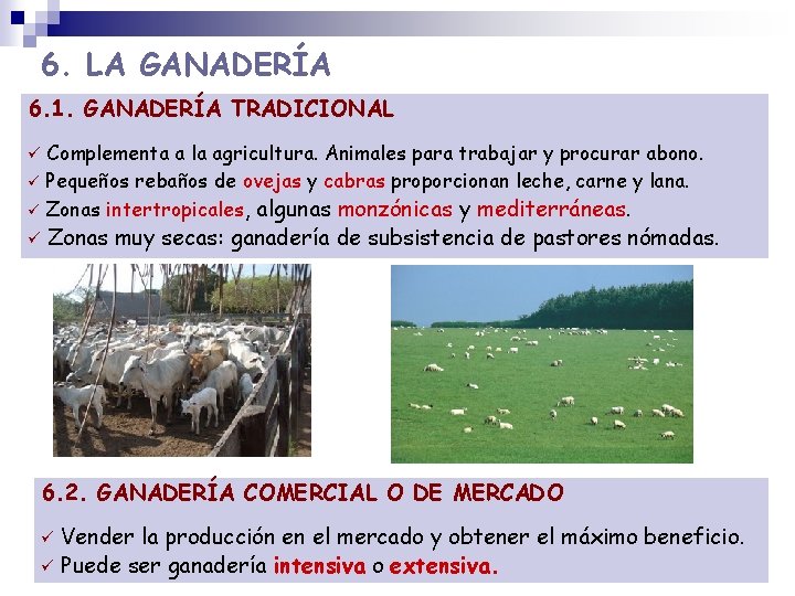 6. LA GANADERÍA 6. 1. GANADERÍA TRADICIONAL Complementa a la agricultura. Animales para trabajar