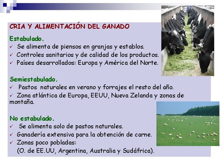 CRIA Y ALIMENTACIÓN DEL GANADO Estabulado. Se alimenta de piensos en granjas y establos.