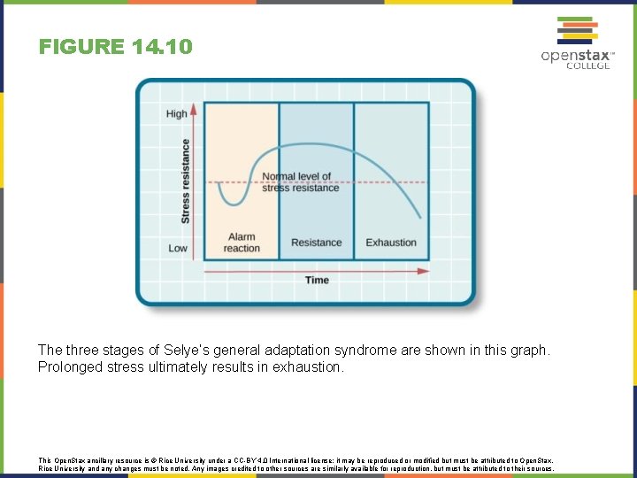 FIGURE 14. 10 The three stages of Selye’s general adaptation syndrome are shown in