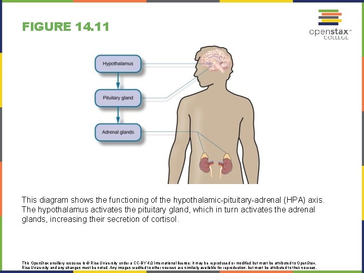 FIGURE 14. 11 This diagram shows the functioning of the hypothalamic-pituitary-adrenal (HPA) axis. The