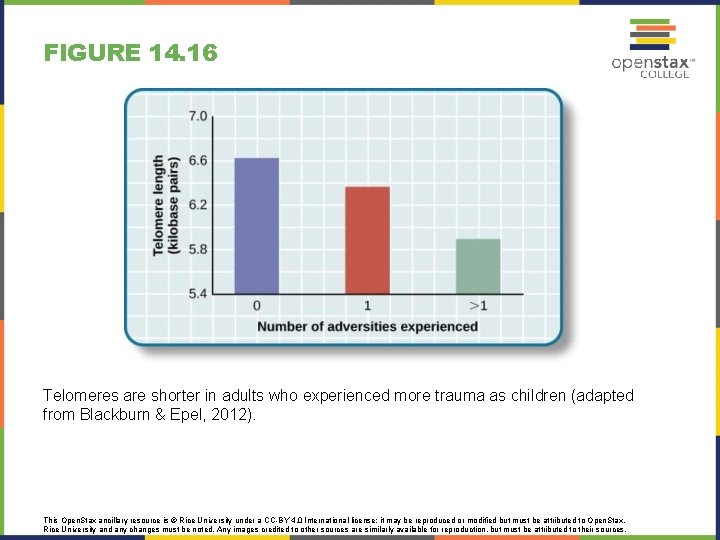 FIGURE 14. 16 Telomeres are shorter in adults who experienced more trauma as children