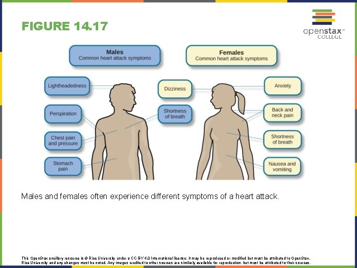 FIGURE 14. 17 Males and females often experience different symptoms of a heart attack.