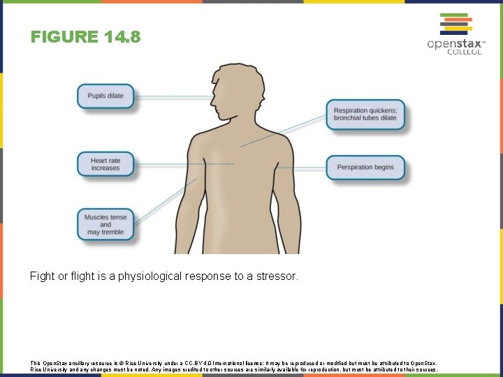 FIGURE 14. 8 Fight or flight is a physiological response to a stressor. This
