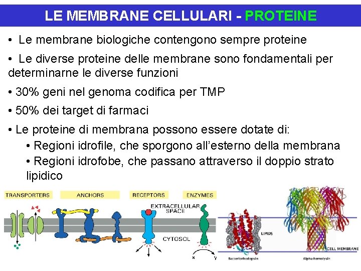LE MEMBRANE CELLULARI - PROTEINE • Le membrane biologiche contengono sempre proteine • Le