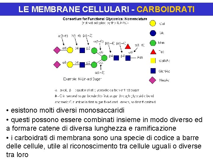 LE MEMBRANE CELLULARI - CARBOIDRATI • esistono molti diversi monosaccaridi • questi possono essere
