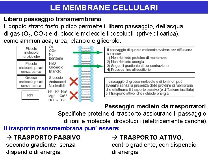 LE MEMBRANE CELLULARI Libero passaggio transmembrana Il doppio strato fosfolipidico permette il libero passaggio,