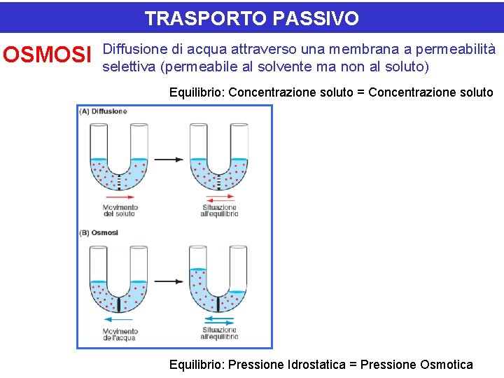 TRASPORTO PASSIVO OSMOSI Diffusione di acqua attraverso una membrana a permeabilità selettiva (permeabile al