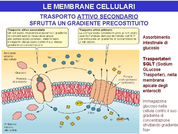 LE MEMBRANE CELLULARI TRASPORTO ATTIVO SECONDARIO SFRUTTA UN GRADIENTE PRECOSTITUITO Assorbimento intestinale di glucosio