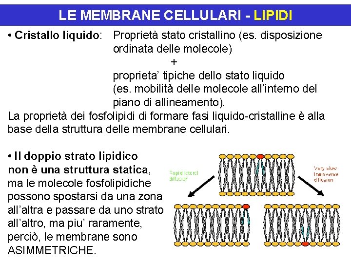 LE MEMBRANE CELLULARI - LIPIDI • Cristallo liquido: Proprietà stato cristallino (es. disposizione ordinata