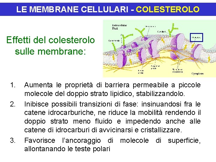 LE MEMBRANE CELLULARI - COLESTEROLO Effetti del colesterolo sulle membrane: 1. 2. 3. Aumenta