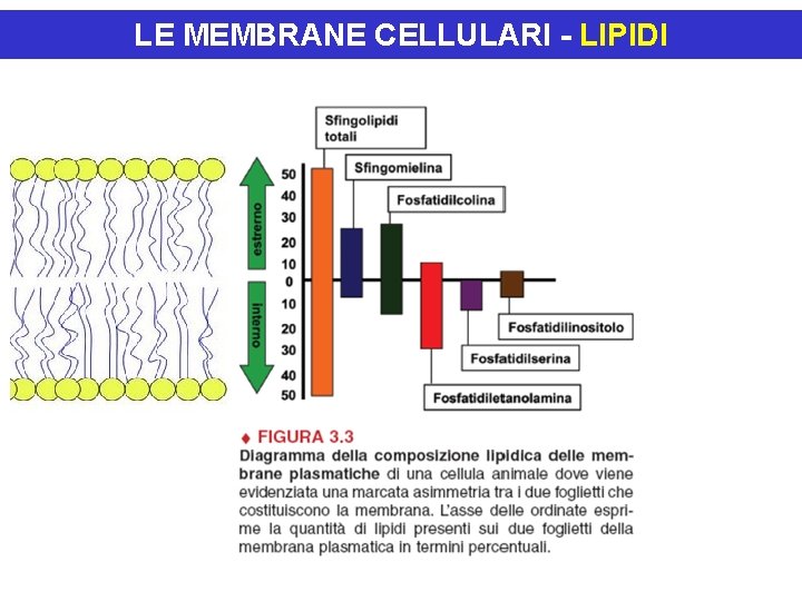 LE MEMBRANE CELLULARI - LIPIDI 