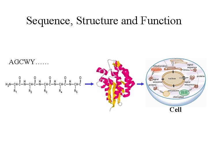 Sequence, Structure and Function AGCWY…… Cell 
