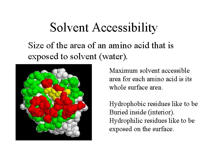 Solvent Accessibility Size of the area of an amino acid that is exposed to