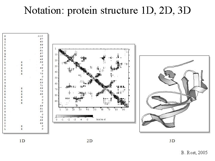 Notation: protein structure 1 D, 2 D, 3 D B. Rost, 2005 