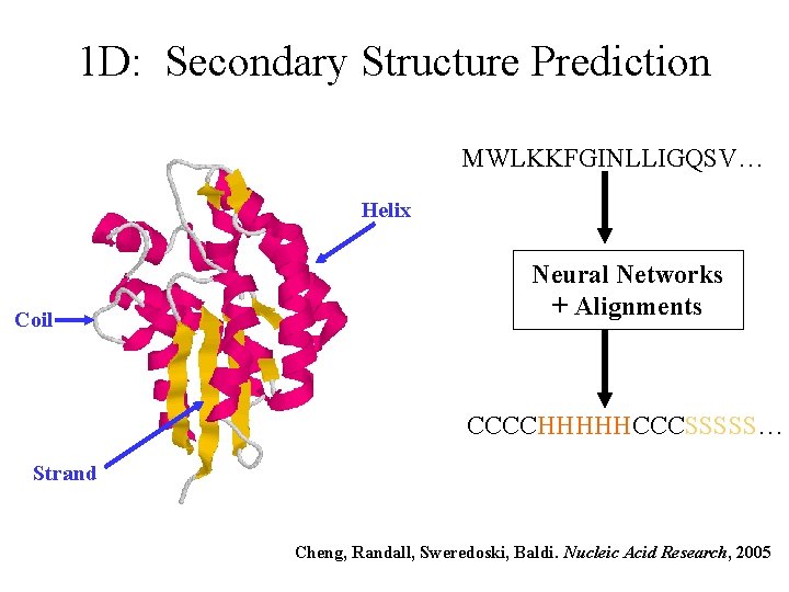 1 D: Secondary Structure Prediction MWLKKFGINLLIGQSV… Helix Coil Neural Networks + Alignments CCCCHHHHHCCCSSSSS… Strand