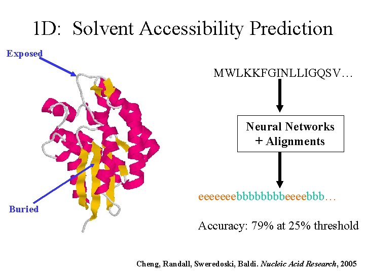 1 D: Solvent Accessibility Prediction Exposed MWLKKFGINLLIGQSV… Neural Networks + Alignments eeeeeeebbbbeeeebbb… Buried Accuracy: