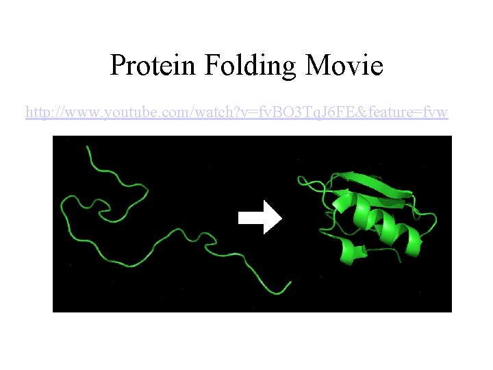 Protein Folding Movie http: //www. youtube. com/watch? v=fv. BO 3 Tq. J 6 FE&feature=fvw